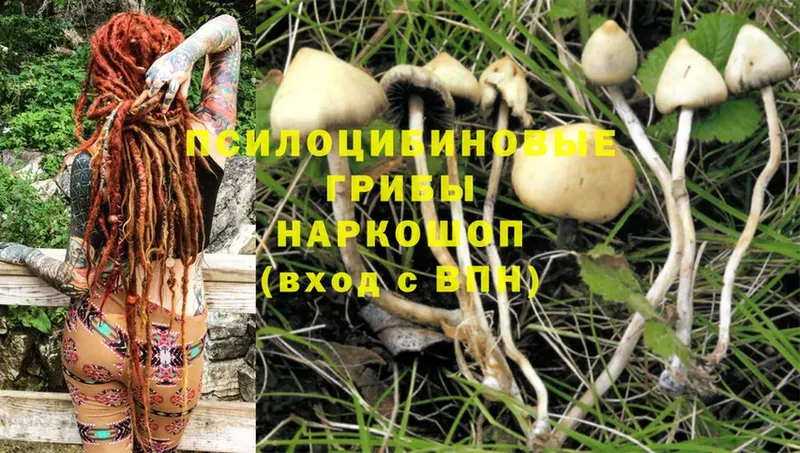 купить закладку  kraken как зайти  Псилоцибиновые грибы Psilocybine cubensis  Островной 